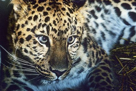 Adopt an Amur leopard with WWF | Animali, Orso bruno, Rinoceronte