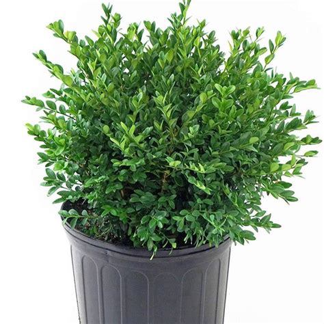 Green Velvet Boxwood | Premium Boxwoods | PlantingTree - PlantingTree