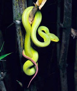 Trimeresurus albolabris - Monaco Nature Encyclopedia