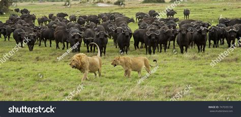 40,232 Buffalo herd Images, Stock Photos & Vectors | Shutterstock