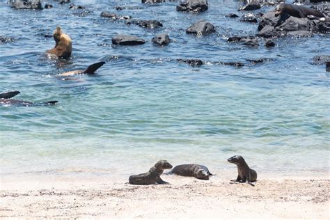 What Happens to Sea Animals During a Hurricane