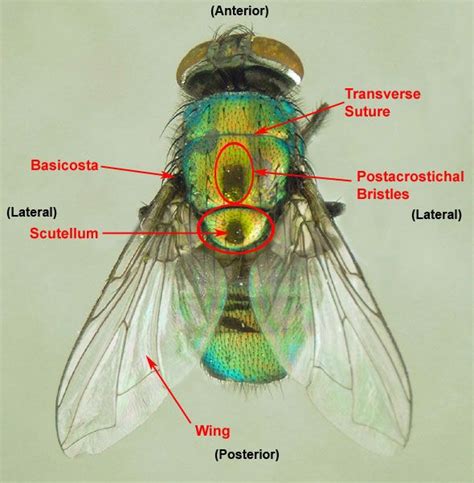 Housefly anatomy | Insects, Wing anatomy, Anatomy