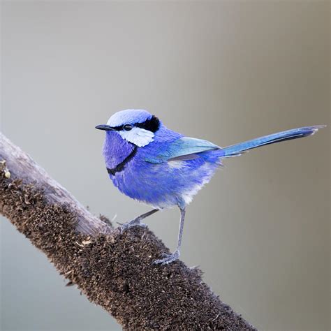 The Fairywren Project – Teaming up with citizen scientists to capture the variation in Australia ...