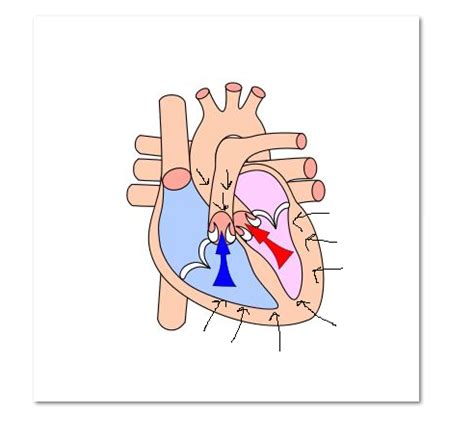 Afterload Definition & Reduction - Lesson | Study.com