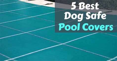 5 Best Dog Safe Pool Covers: Read My Top Picks - Dog Endorsed