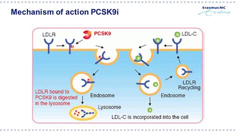 Slides: Real-world data PCSK9 remmers – Efficacy and side effects - CVGK - Cardiovasculaire ...