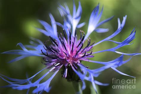 Radiant Flower Photograph by Belinda Greb | Fine Art America