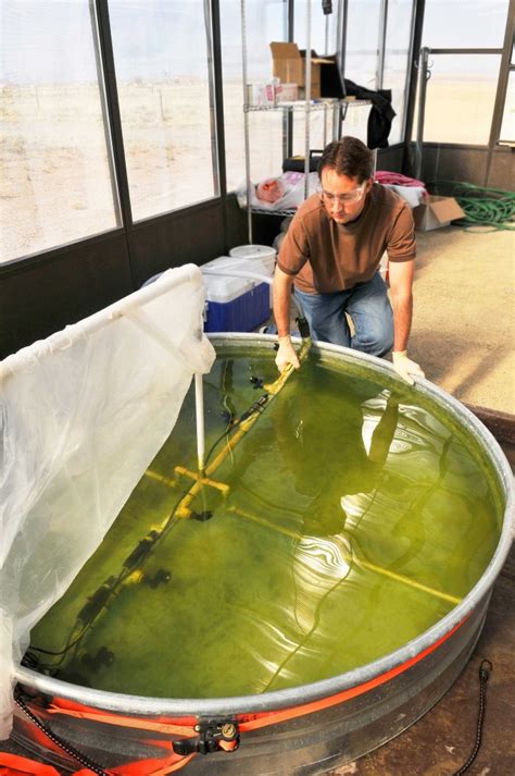 Golden Oldie: Key Role for Ancient Protein in Algae Photosynthesis - Berkeley Lab – Berkeley Lab ...