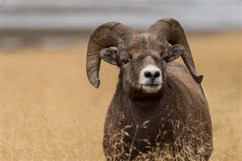 Wildlife of the Canadian Rockies Canada wildlife holiday | North ...