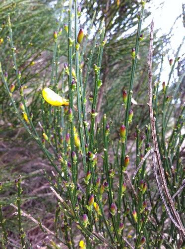 Scotch broom (Cytisus scoparius) Flower, Leaf, Care, Uses - PictureThis