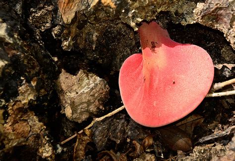 Maryland Biodiversity Project - Beefsteak Fungus (Fistulina hepatica)