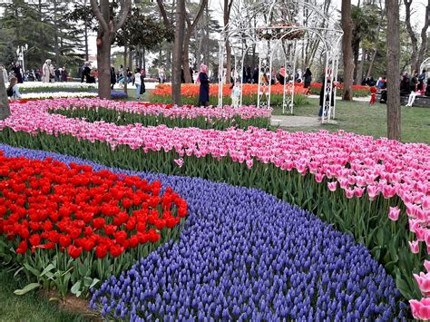 Istanbul tulip festival | Festival of the Tulips in Turkey | visit Emirgan Park