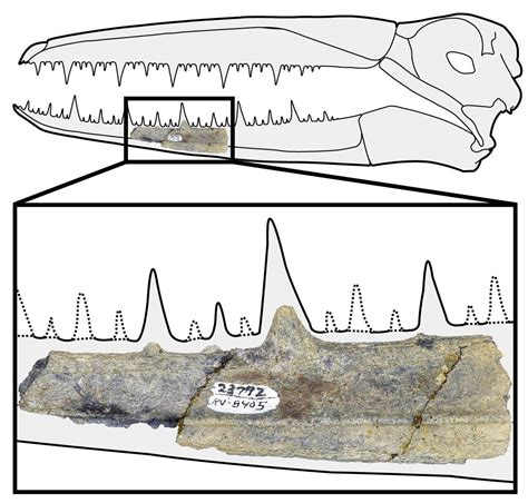 Giant, Toothed Birds Once Ruled The Skies