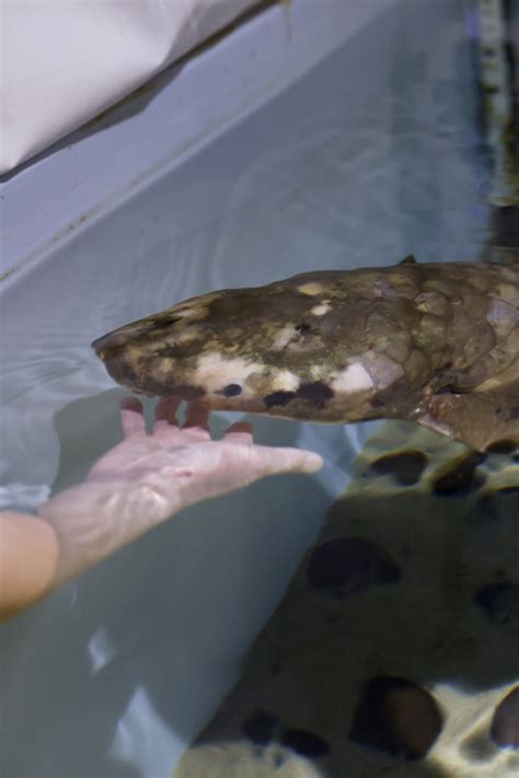 Meet Methuselah, the oldest living aquarium fish - Young Post | South ...