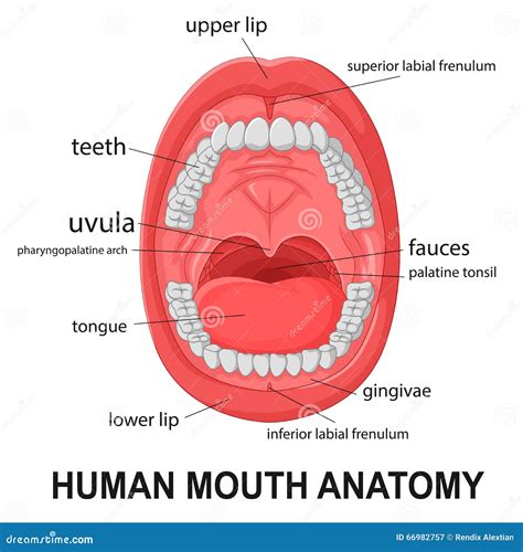 Inside Of A Mouth Diagram