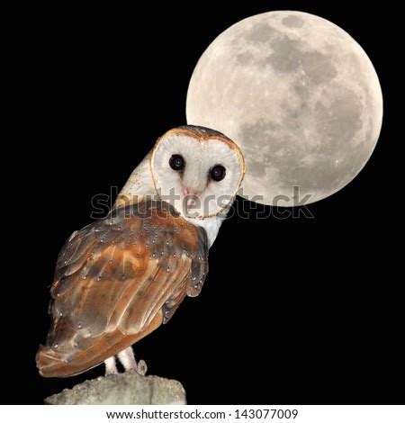 Owl Moon Stock Images, Royalty-Free Images & Vectors | Shutterstock