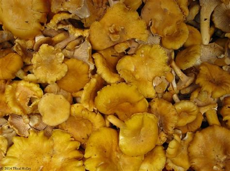 Golden Chanterelles ~ Fresh and Dried Chanterelle Mushrooms for Sale