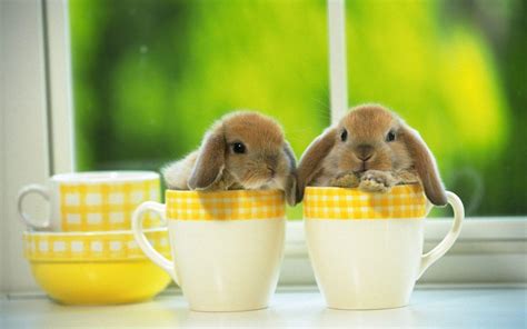 Cute Bunny Wallpapers - Wallpaper Cave