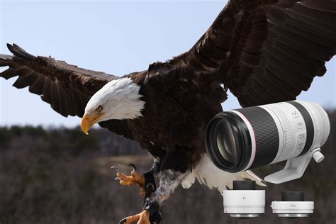 Canon RF100-500mm f/4.5-7.1L IS USM - TGH Photography and Travel Portal ...