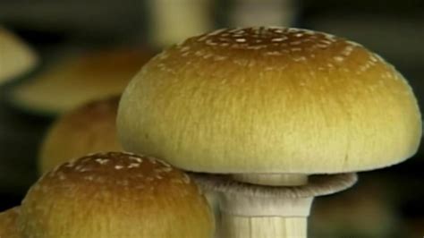 Hallucinogenic mushrooms may be beneficial for cancer patients - TODAY.com