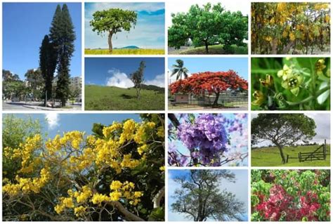 30 Common Trees in Hawaii (Native & Introduced Species)