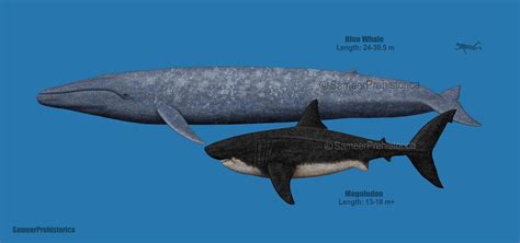 Blue Whale Size Comparison To Megalodon