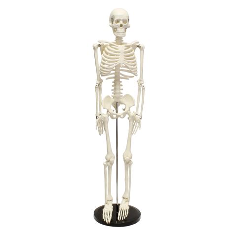 MonMed | Medical Skeleton Model Small Human Skeleton Model for Anatomy 33.5 Inch - Walmart.com