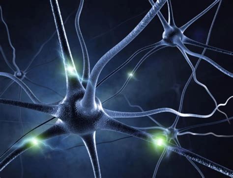 Unveiling the Magical Dance of Brain Cells: A Symphony of Neurons Revealed - 80 USA News