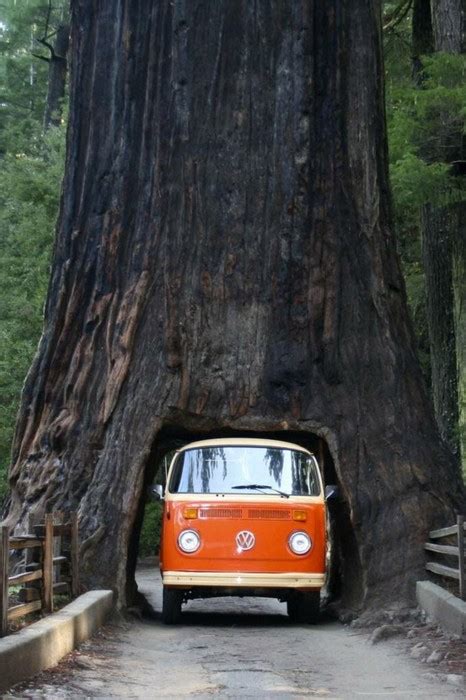 Drive Thru Tree, Sequoia National Forest, California photo on Sunsurfer