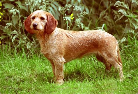 Basset Fauve de Bretagne - Temperament, Lifespan, Shedding, Puppy