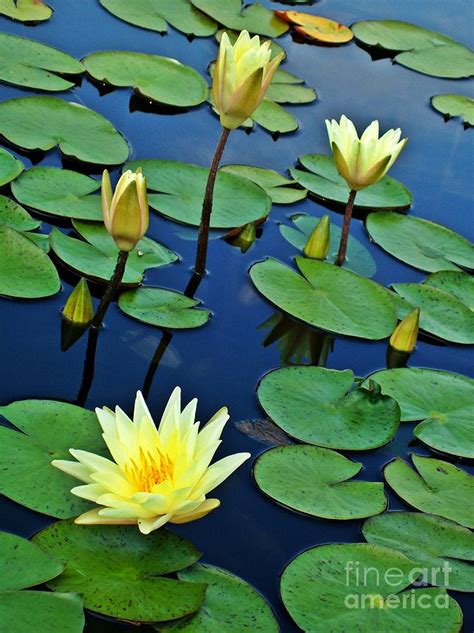 Lily pad Pond Photograph by Sara Raber