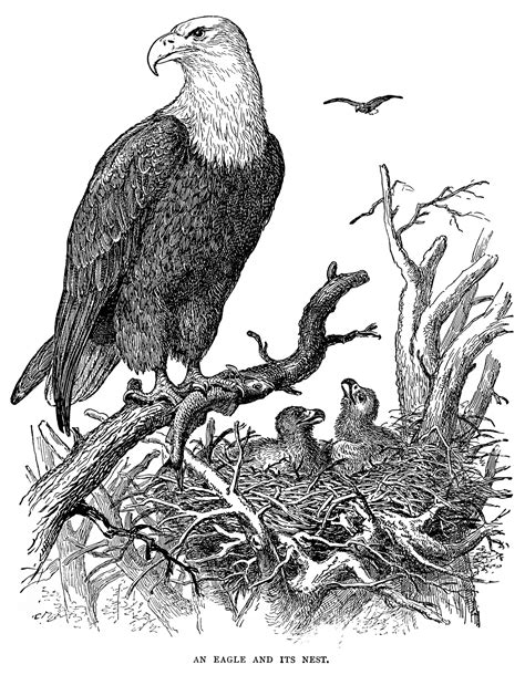 pencil sketch of eagle - Clip Art Library