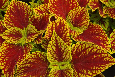 Coleosaurus Coleus #Horticology #Coleus #ShadePlants #ShadeAnnuals # ...