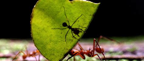 Two lessons from ant colony organization | World Economic Forum