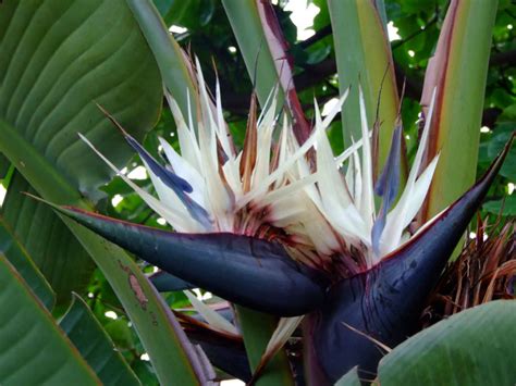 Strelitzia alba (White Bird of Paradise) - World of Flowering Plants