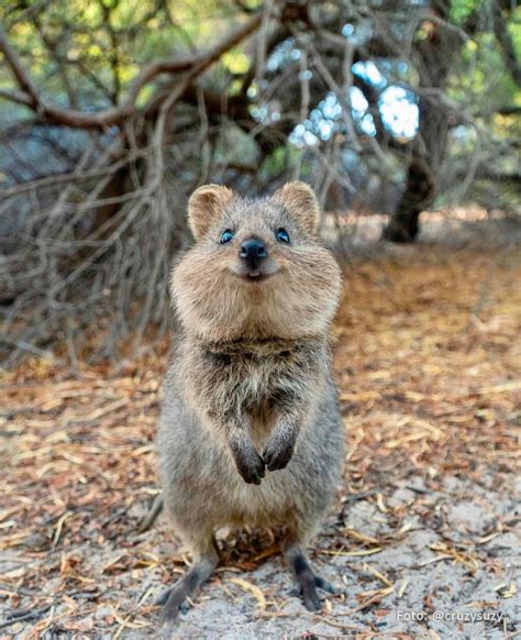 The quokka is the happiest animal on Earth! Happy Animals, Cute Funny ...