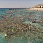 Coral reef in Eilat. in Eilat, Israel (Google Maps)