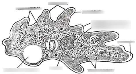 Amoeba Proteus Labeled