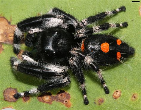 xIMG_4765 | male Phidippus audax, Columbia County, Florida | David Hill ...