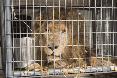 King of the jungle is rescued, then gets royal treatment at veterinary ...