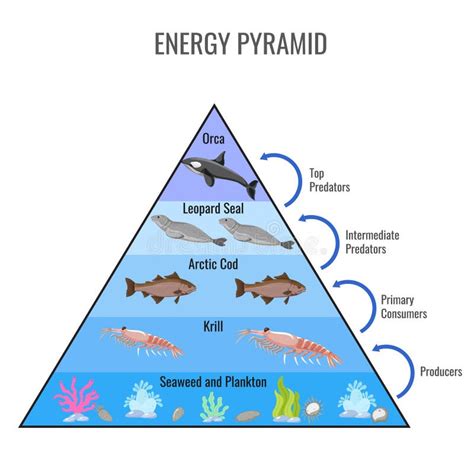 Biomass Pyramid Ocean