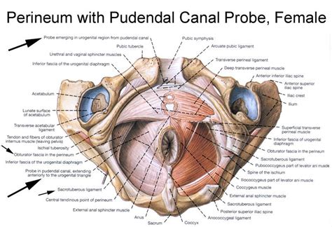 Anatomy of the Pudendal Nerve | Health Organization for Pudendal Education Lower Back Muscles ...