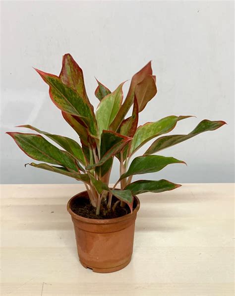 Aglaonema Lipstick Plant Buy Online in India from Vitri Greens.