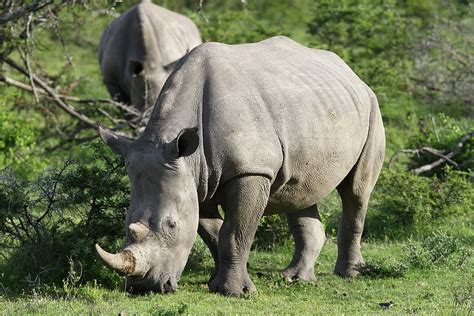 South African White Rhinoceros 019 Photograph by Bob Langrish - Pixels