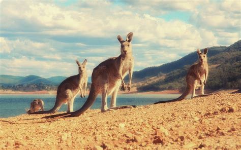 Kangaroo Wallpapers - Wallpaper Cave