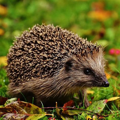 Hedgehogs in your garden - Bird Care - Westland Garden Health