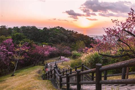 Explore the Okinawa Blue Zone in Japan and Its Longevity Secrets - Business Insider