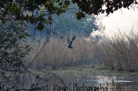 Bharatpur Bird Sanctuary - Tripoto