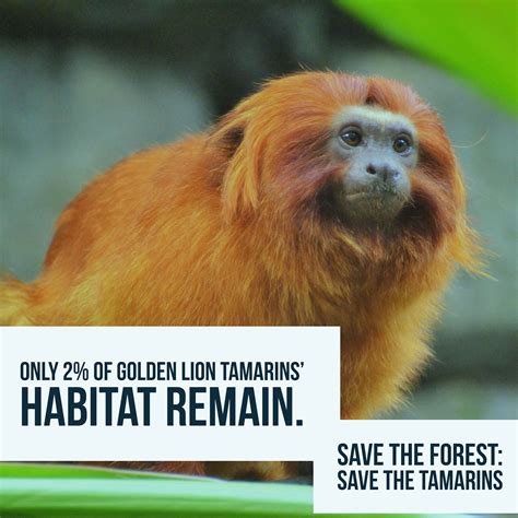 Golden Lion Tamarin Conservation on Behance