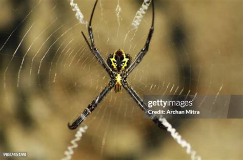 4,542 Arachnophobia Stock Photos, High-Res Pictures, and Images - Getty ...